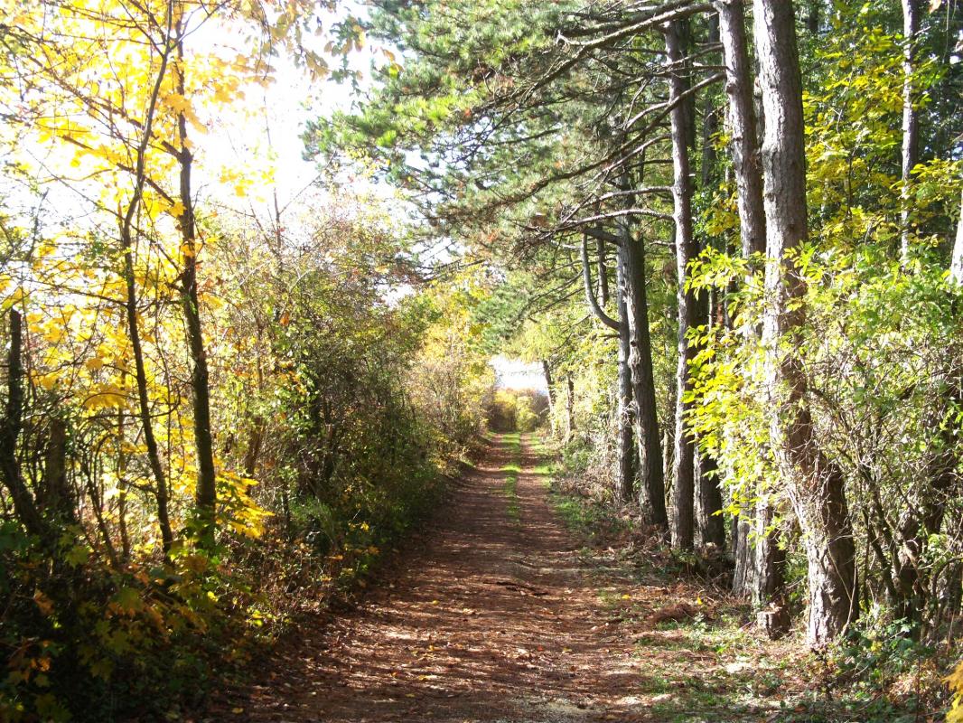 ---Perl (Saarland) Wald - Sandra Schmit