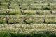 Kunstwerk - Wine field in spring