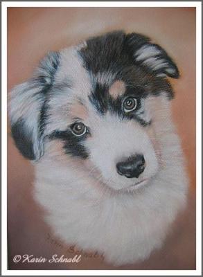 Australian Shepherd-Welpe - Karin Schnabl - Array auf  - Array - 