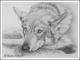 Saarloos Wolfhound LUNA II - Karin Schnabl -  auf  - Sonstiges - 