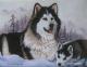 MALAMUTE  mit WELPE