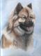 EURASIER - Karin Schnabl - Pastell auf  - Sonstiges - 