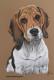 Beagle-HÃ¼ndin Bessi (2009) - Janette Herlinger - Pastell auf  - Sonstiges - 