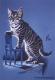 Hauskatze mit Stuhl (1999) Janette Herlinger - Janette Herlinger - Pastell-Kohle auf  - Sonstiges - 