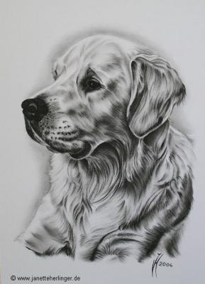 Golden Retriever Jeremy (2006) - Janette Herlinger - Array auf Array - Array - 