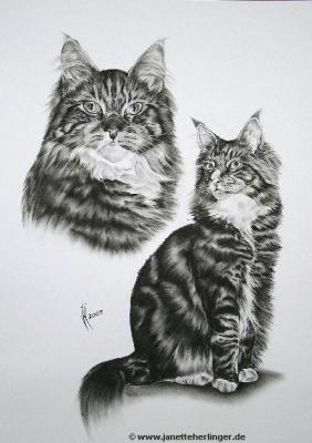 Maine Coon Katzen Rocky & Stella (2007) - Janette Herlinger - Array auf  - Array - 