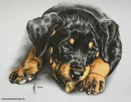 Baby-Rottweiler Alexis (2010) - Janette Herlinger - Array auf Array - Array - 