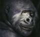 Gorilla - Carl W. RÃ¶hrig - Carl W. RÃ¶hrig -  auf  - Sonstiges-Tiere - 