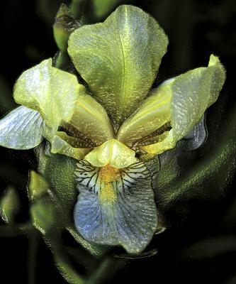 sprich mit einer blüte - hansgeorg götz - Array auf  - Array - 