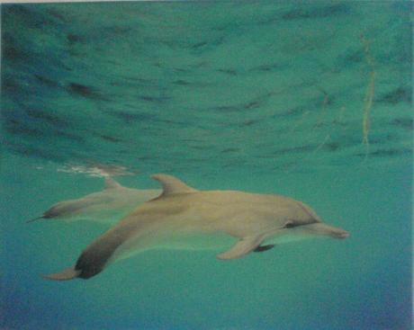 dolphins - dr.Syako Bradosty - Array auf Array - Array - Array