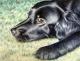 Kunstwerk - Flat Coated Retriever