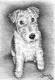 Kunstwerk - Foxterrier