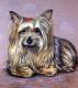 Kunstwerk - Yorkshire Terrier